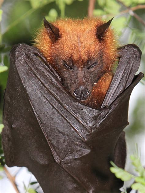Fun Fact: The giant golden-crowned flying fox is possibly the largest bat in the world – it’s wingspan averages more than 5 feet long and it is the heaviest recorded bat, weighing up to 3 pounds. Appearance: The giant golden-crowned flying Fox is named for the distinctive golden fur on their head. 
